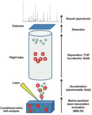 Figura 4  –  Representação esquemática da técnica de MALDI-TOF MS 