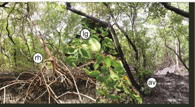 Figura 7  –  Espécies de plantas de mangue: rh- Rhizophora mangle, lg- Laguncularia racemosa e Av  – Avicennia ssp
