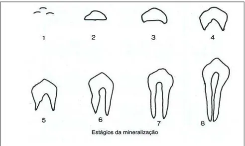 Figura 3 - Estágios de mineralização dos dentes permanentes uniradiculares  (NICODEMO, 1967; MORAES, 1973; MÉDICI FILHO, 1973)