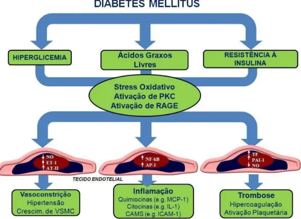 Figura 1 – No DM, a hiperglicemia, o aumento dos ácidos graxos livres e a resistência à insulina,  provocam mecanismos moleculares que alteram a estrutura e a função dos vasos sanguíneo  Fonte: Adaptado de Creager  et al
