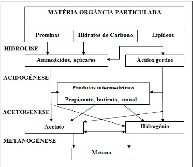 FIGURA  1-  Rotas  metabólicas  dos  microrganismos  no  processo  de  digestão  anaeróbia  da  matéria  orgânica