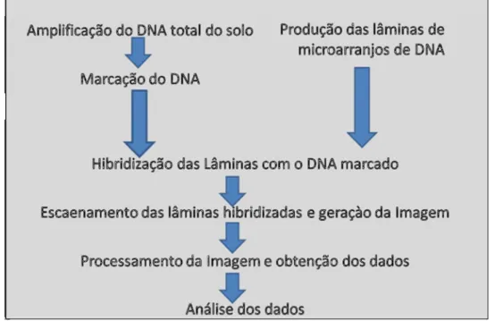Figura 6 - Protocolo experimental da técnica de microarranjos de DNA.