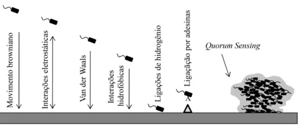 Figura  1:  Interações  envolvidas  na  adesão  reversível  de  células  bacterianas  planctônicas  à  superfície  abiótica  (TRENTIN; GIORDNI; MACEDO, 2013).