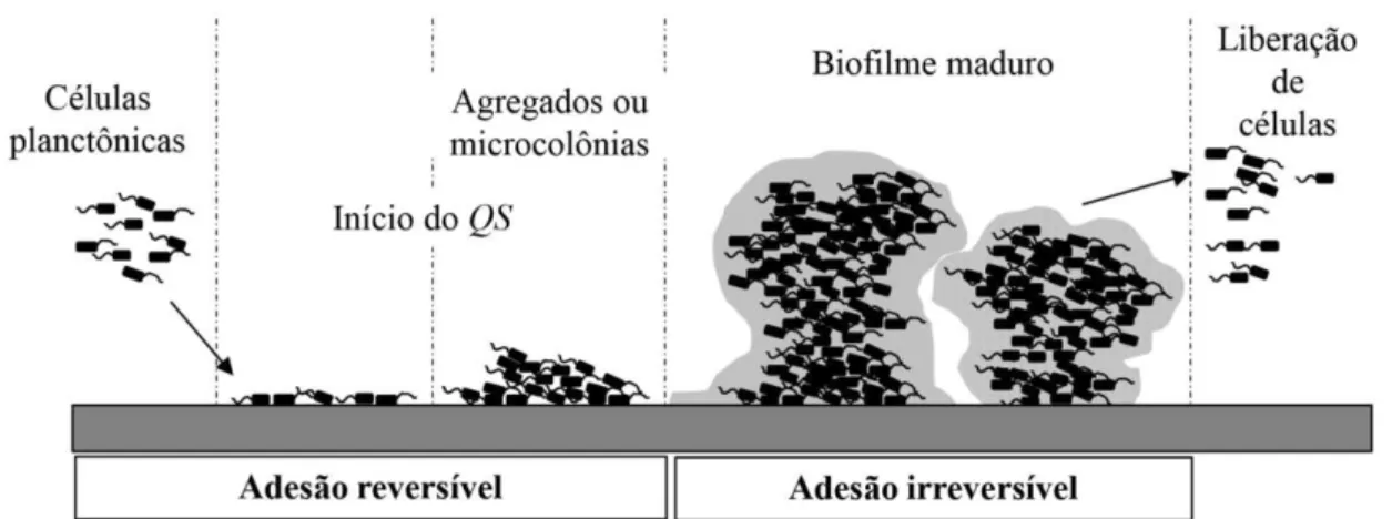 Figura  2:  Estágios  do  desenvolvimento  dos  biofilmes:  adesão  reversível  com  a  formação  de  microcolônias,  a  adesão  irreversível  com  a  produção  de  EPS  e  formação  de  estruturas  com  formato  típico  de  cogumelos  e,  por  fim, a rupt