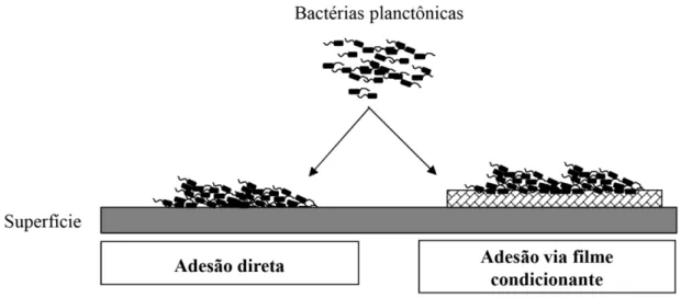 Figura 3: Adesão bacteriana direta e via filme condicionante (TRENTIN; GIORDNI; MACEDO, 2013)