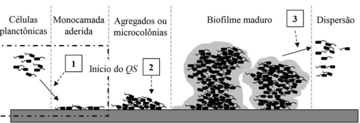 Figura  4:  Principais  alvos  para  combate  aos  biofilmes  microbianos:  a  inibição  da  formação  de  biofilmes  via  bloqueio  da  adesão  bacteriana  à  superfície  (etapa  1)  ou  o  rompimento  da  comunicação  celular  bacteriana  -  Quorum  sens