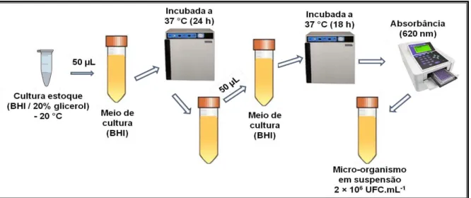 Figura  8  –   Representação  esquemática  das  cepas  bacterianas  e  condições  de  crescimento  dos  microrganismos  (DUARTE, 2016).