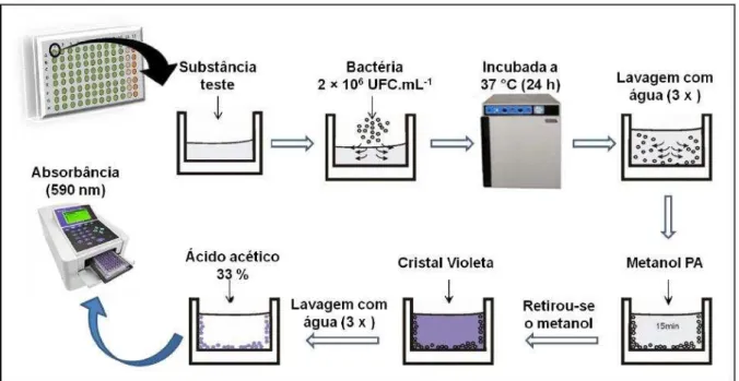 Figura  10  –   Representação  esquemática  da  metodologia  de  quantificação  de  biofilme  das  cepas  bacterianas,  gerado em placas de poliestireno de 96 poços de fundo chato (DUARTE, 2016).