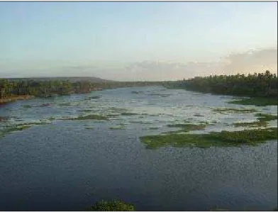 Figura 4 – Rio Quixeré, afluente do Rio Jaguaribe que fornece água para o Perímetro Irrigado  Jaguaribe-Apodi, em Limoeiro do Norte, Ceará 