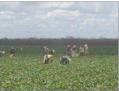 FIGURA 6 – Trabalhadores na cultura do melão, Quixeré, Ceará 