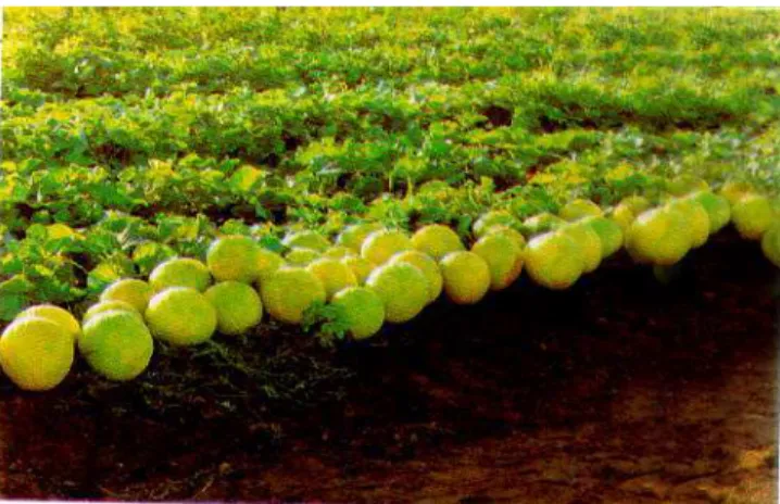 Figura 2 - Produção de Melão Irrigado em Limoeiro do Norte – CE 
