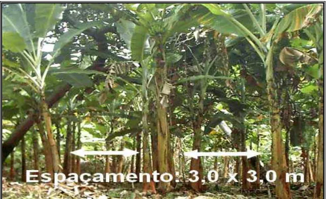 Figura 9 – Espaçamento de 3,0 x 3,0 metros entre as bananeiras, em junho de 2005. Fonte: 