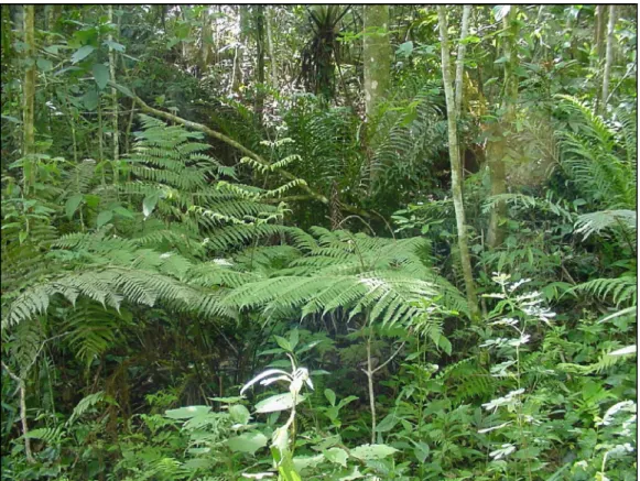 Figura 5 – Terceira situação encontrada na área de estudos da pousada Serra D’Água, Araponga, MG.