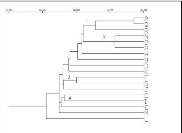 FIGURA 4 – Dendrograma de similaridade florística obtido pelo método das ligações simples, com base no índice de Sørensen: A (Presente estudo), Q (Soares, 2005), R (Irsigler, 2002), N (Oliveira-Filho &amp; Fontes, 2000), O (Almeida, 1996), P (Fontes, 1997)