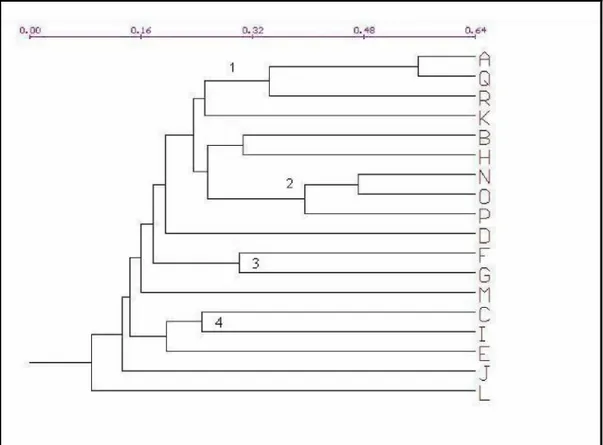 FIGURA 5 – Dendrograma de similaridade florística obtido pelo método das médias não ponderadas (UPGMA), com base no índice de Sørensen:: A (Presente estudo), Q (Soares, 2005), R (Irsigler, 2002), N (Oliveira-Filho &amp; Fontes, 2000), O (Almeida, 1996), P 