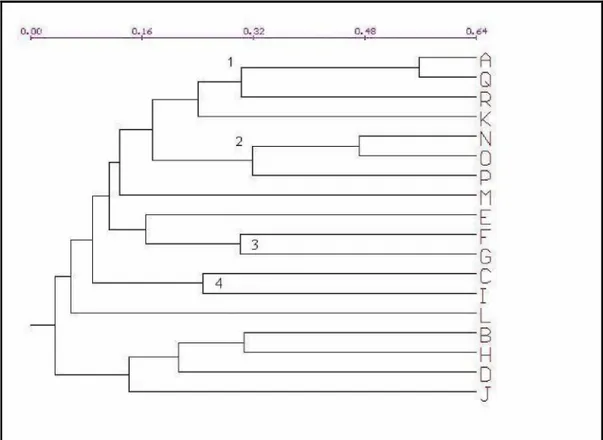 FIGURA 6 – Dendrograma de similaridade florística obtido pelo método das ligações completas, com base no índice de Sørensen: A (Presente estudo), Q (Soares, 2005), R (Irsigler, 2002), N (Oliveira-Filho &amp; Fontes, 2000), O (Almeida, 1996), P (Fontes, 199