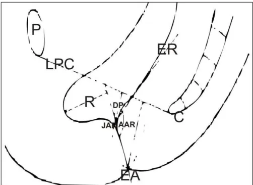Figura  11  -  Marcos  ósseos  e  parâmetros  anatômicos  avaliados à proctografia evacuatória: P – Púbis; C – Cóccix; 