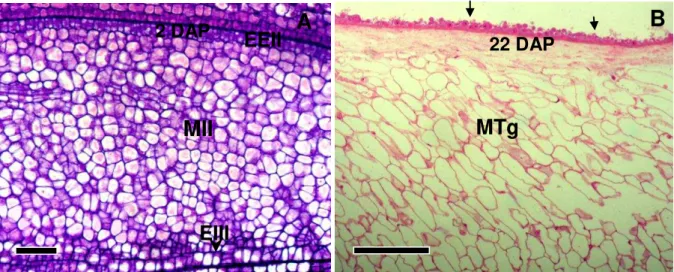 Figura 2.  Embrião de  J. curcas  envolto por endosperma  A.  Células vacuoladas e lise de células do  endosperma na região adjacente ao embrião