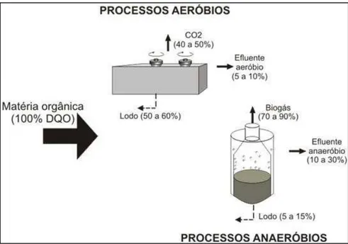 Figura 4 - Fluxo do carbono em processos aeróbios e anaeróbios  FONTE: DOS SANTOS, 2007