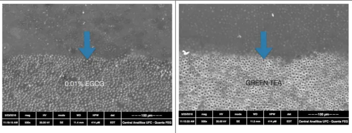 Fig. 2. Scanning electron microscopy (SEM) (magnification 500x) representative of interface between reference 