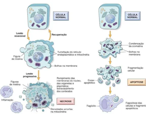 Figura 2  –  Mecanismos de morte celular 