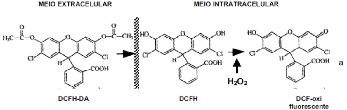 Figura 7 - Princípio do ensaio de oxidação da 2',7'-diclorofluoresceína (DCFH), pelo peróxido  de hidrogênio (H 2 O 2 ) à 2',7'-diclorofluoresceína oxidada (DCFoxi fluorescente)