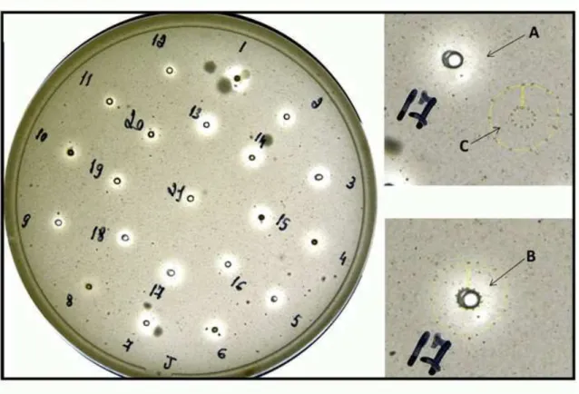 Figure 1. Clear zone by lysozyme activity in a sample of macerated eggs deposited in the Petri dish containing Micrococcus lysodeikticus ATCC 4698