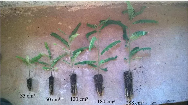 Figura 1: Crescimento das mudas de canafístula cultivadas em diferentes tubetes no  substrato constituído por 50% do substrato comercial + 50% fibra da casca de coco,  aos 120 dias após a semeadura