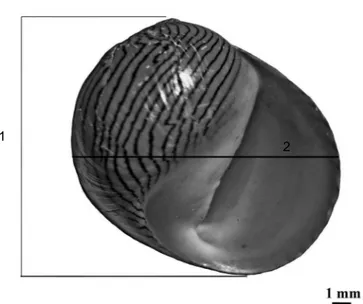 Figur a 1.1 - Morfometria da concha de Neritina zebra. 1. Altura da concha; 2. Largura da concha