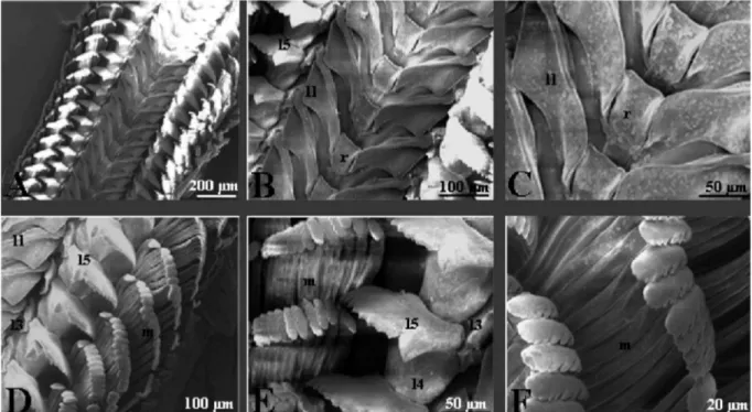 Figur a  1.15  –  Microscopia  óptica  da  rádula  de  Neritina  zebra.  A.  Vista  geral  da  rádula;  B
