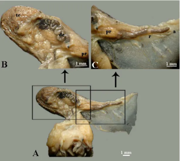 Figur a 1.16 - Anatomia de N. zebra - Sistema reprodutor masculino; A. Vista anterior dorsal de  um  macho,  destacando  o  pênis  cefálico  (pc);  B