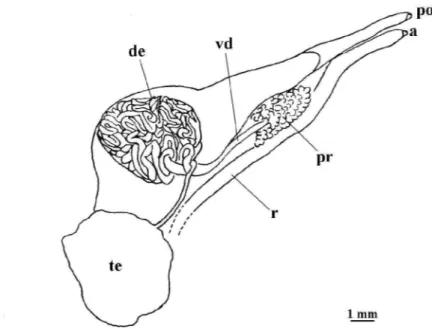 Figur a  1.19  –  Desenho  esquemático  do  sistema  reprodutor  masculino  de  N.  zebra