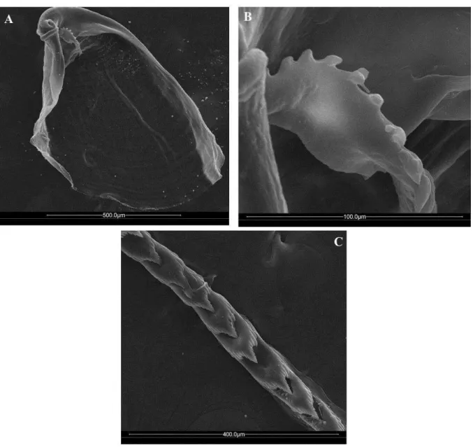 Figura 2  –  Eletromicrografias de Varredura da mandíbula e rádula de Phidiana lynceus 