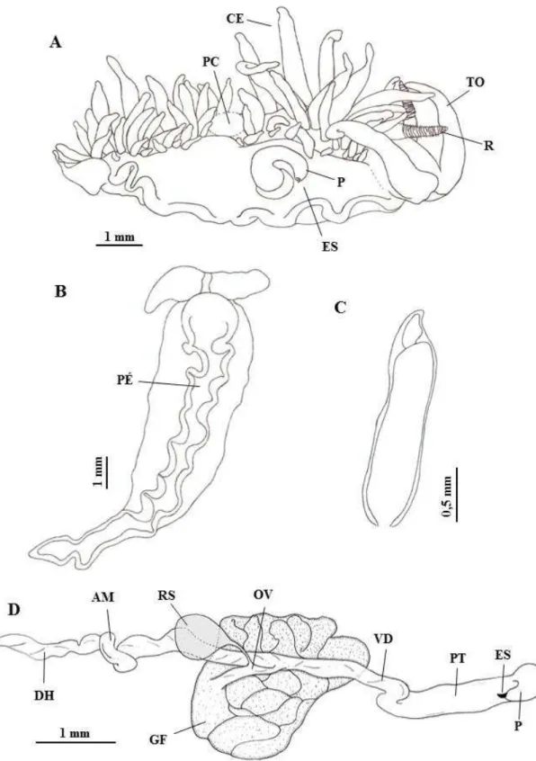 Figura 3  –  Phidiana lynceus, morfologia de exemplares adultos 
