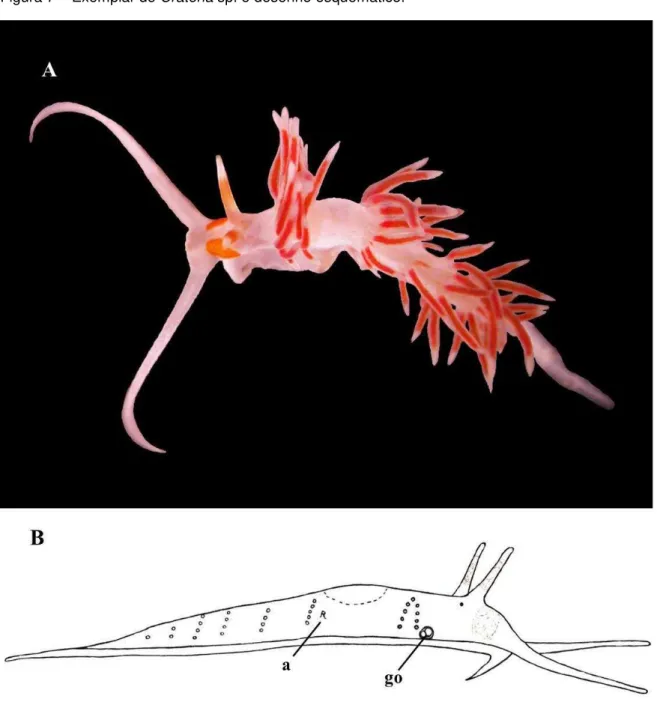 Figura 7  –  Exemplar de Cratena sp. e desenho esquemático.