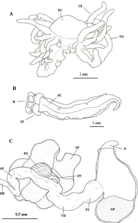 Figura 9  –  Cratena sp., morfologia de exemplares adultos 