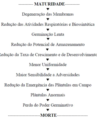 Figura 1 - Manifestações fisiológicas do processo de deterioração das sementes. 