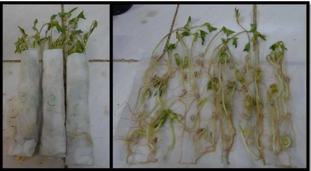 Figura  10  -  Ilustração  dos  resultados  dos  testes  de  germinação  do  feijão  no  oitavo dia após semeadura