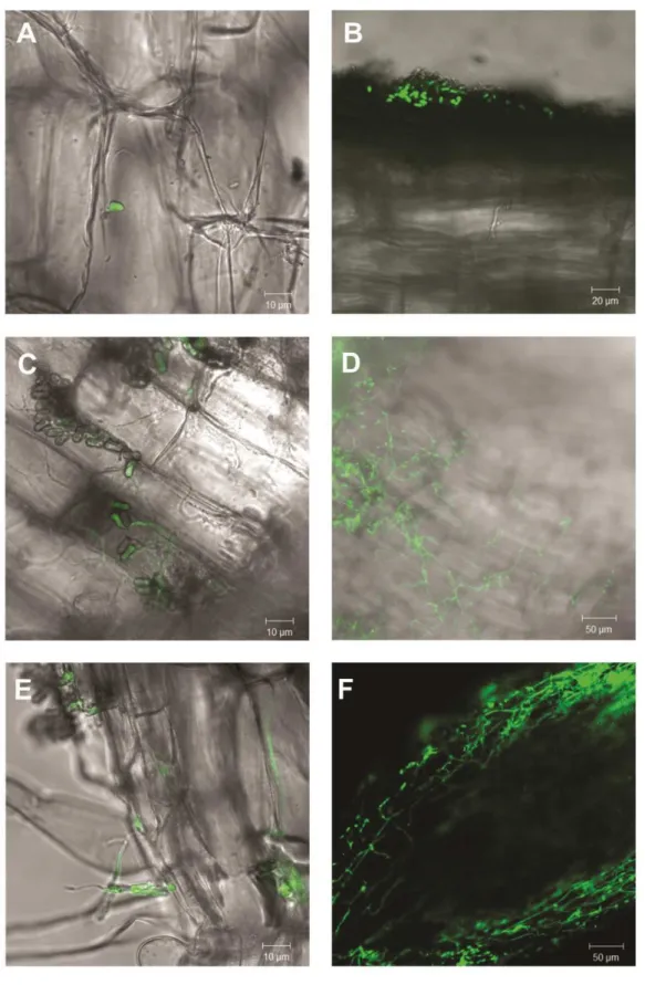 Figure 5. Merged laser scanning confocal microscopy and brightfield microscopy of bean (Phaseolus vulgaris) root  colonization by Metarhizium robertsii ARSEF 2575-GFP