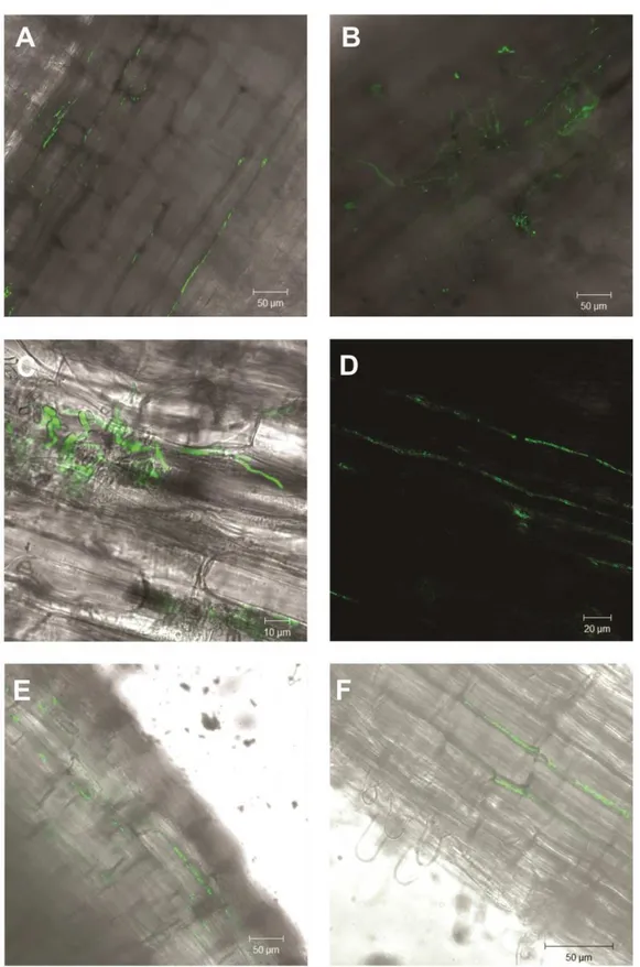 Figure 6. Merged laser scanning confocal microscopy and brightfield of bean (Phaseolus vulgaris) root colonization  by  Metarhizium  robertsii  ARSEF  2575-GFP