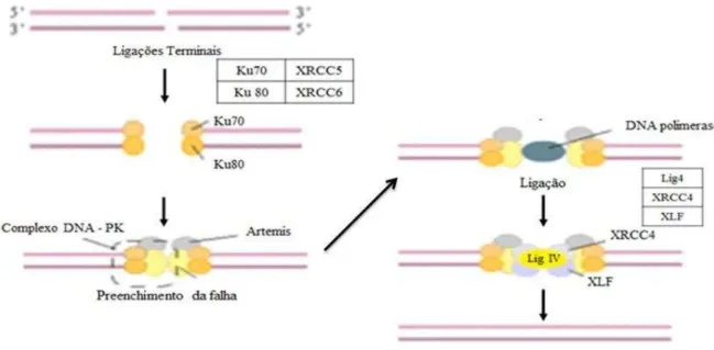 Figura  10:  Apresentação  esquemática  das  proteínas  atuantes  nos  mecanismos  de  reparo  de  Junções por extremidades não homólogas (NHEJ) em danos de fita dupla no DNA
