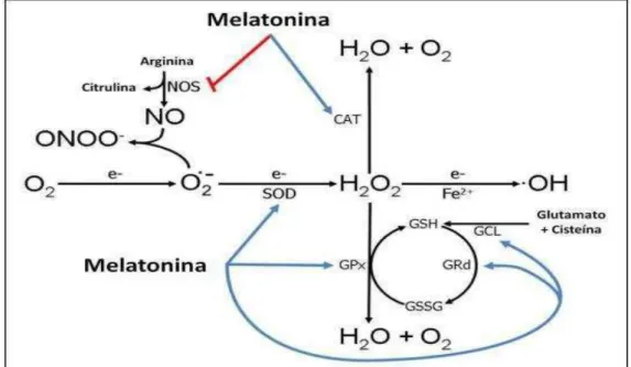 Figura  1:  Ações  da  melatonina  reduzindo  radicais  livres.  A  melatonina  estimula  muitas  enzimas  antioxidantes  incluindo  a  superóxido  dismutase  (SOD),  glutationa  peroxidase  (GPx),  glutationa  redutase  (GRd)  e  glutamilglicina  ligase  