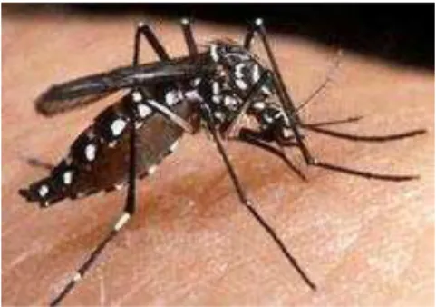 Figura 2.1. Aedes aegypti em sua fase adulta. Fonte: Site da Dengue [6]. 