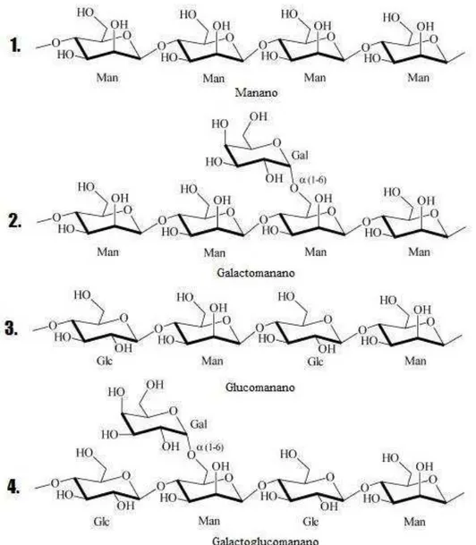 Figura 2   Estrutura geral do mananos. 1) Estrutura específica do manano, cadeia  -1,4  de  unidades  de  manose  (Man);  2)  Estrutura  -1,4  de  unidades  de  manose  (Man),  -1,6  de  resíduos  de  galactose  (Gal); 