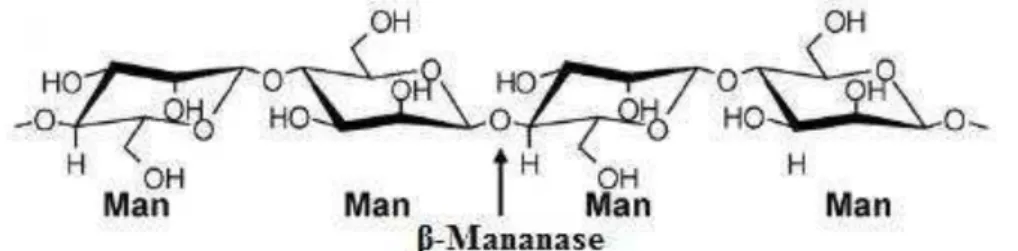 Figura 3   Estrutura de mananos (Man) e a enzima responsável por sua hidrólise.  Fonte: Adaptado de Van Zyl, 2010