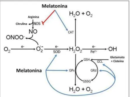 Figura 1. Ações da melatonina reduzindo radicais livres. A melatonina estimula muitas  enzimas antioxidantes incluindo a superóxido dismutase (SOD), glutationa peroxidase  (GPx),  glutationa  redutase  (GRd)  e  glutamilglicina  ligase  (GCL);  e  também, 