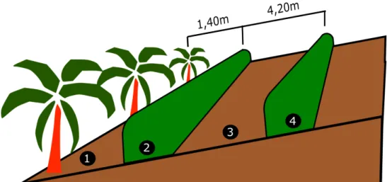 Figura 2: Croqui do sistema agroflorestal com demarcação dos ambientes analisados. 