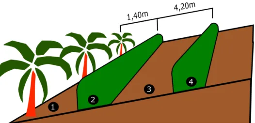 Figura 1: Croqui do sistema agroflorestal com demarcação dos ambientes analisados. 