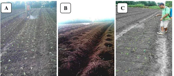 Figura 3  – Detalhes do momento da pulverização das soluções bioestimulantes pelo  produtor rural no cultivo de alface (A), brócolis (B) e rúcula (C)