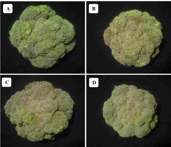 Figura 5  – Aspecto visual das plantas de brócolis cv. Ninja BRO-68 em resposta aos  tratamentos: CONTR (A), AH (B), BPCP (C) e AH+BPCP (D)
